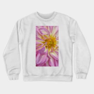 closeup macro photography of dahlia bloom in shades of pink and white coloured Crewneck Sweatshirt